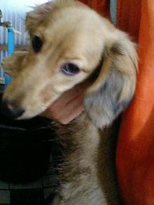 �n�j�[���ꒆ