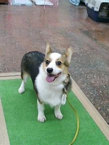 ���摜�@�~�b�L�[