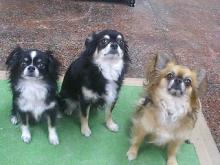 ���摜�@�����u�����C