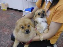 ���摜�@�|���ƃR�E�^