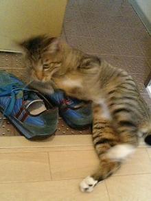 �L�摜�@���傱